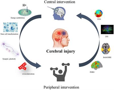 Exploration on neurobiological mechanisms of the central–peripheral–central closed-loop rehabilitation